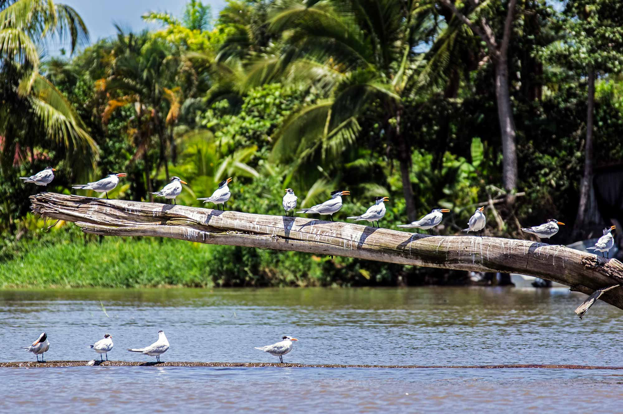 SeaCloud_Kreuzfahrten_Costa-Rica_Tortuguero-Nationalpark