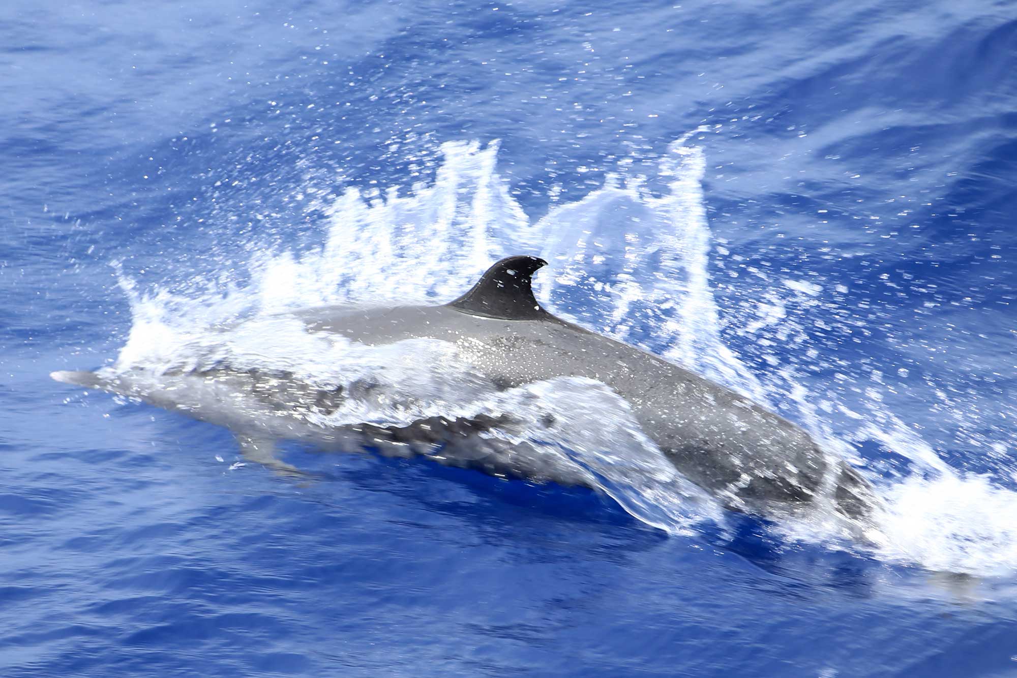 SeaCloud_Kreuzfahrten_Delfin-im-Wasser