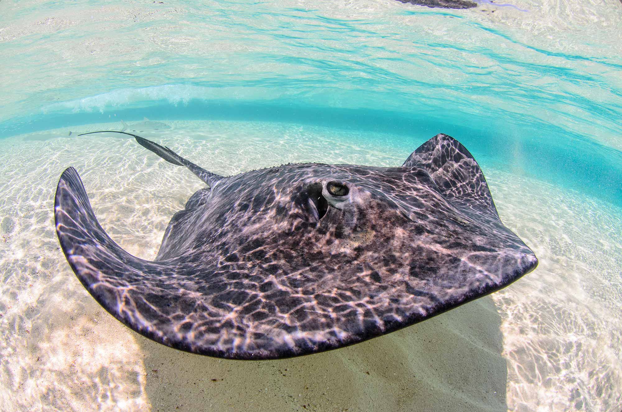 SeaCloud_Kreuzfahrten_Karibik_Southern-Stechrochen