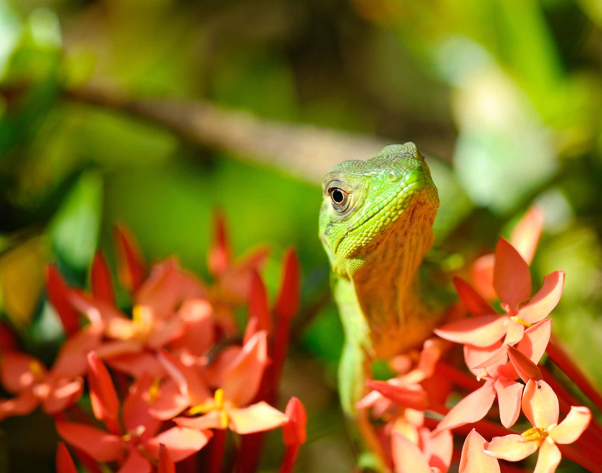 SeaCloud_Kreuzfahrten_Mittelamerika_Leguan