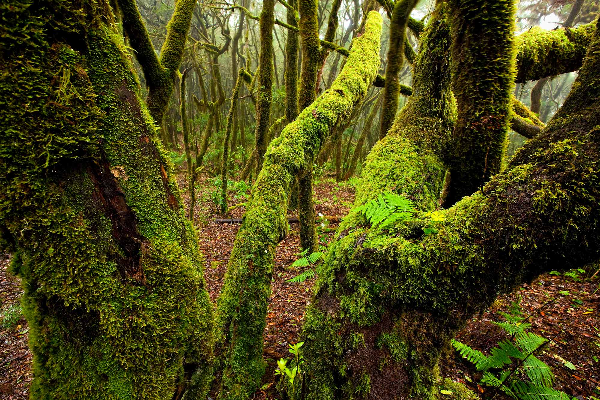 SeaCloud_Kreuzfahrten_Spanien_Kanaren_La-Gomera_Wald