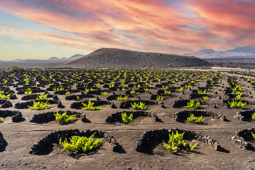 Weinfelder auf Lavaerde mit Vulkan im Hintergrund bei Sonnenuntergang.